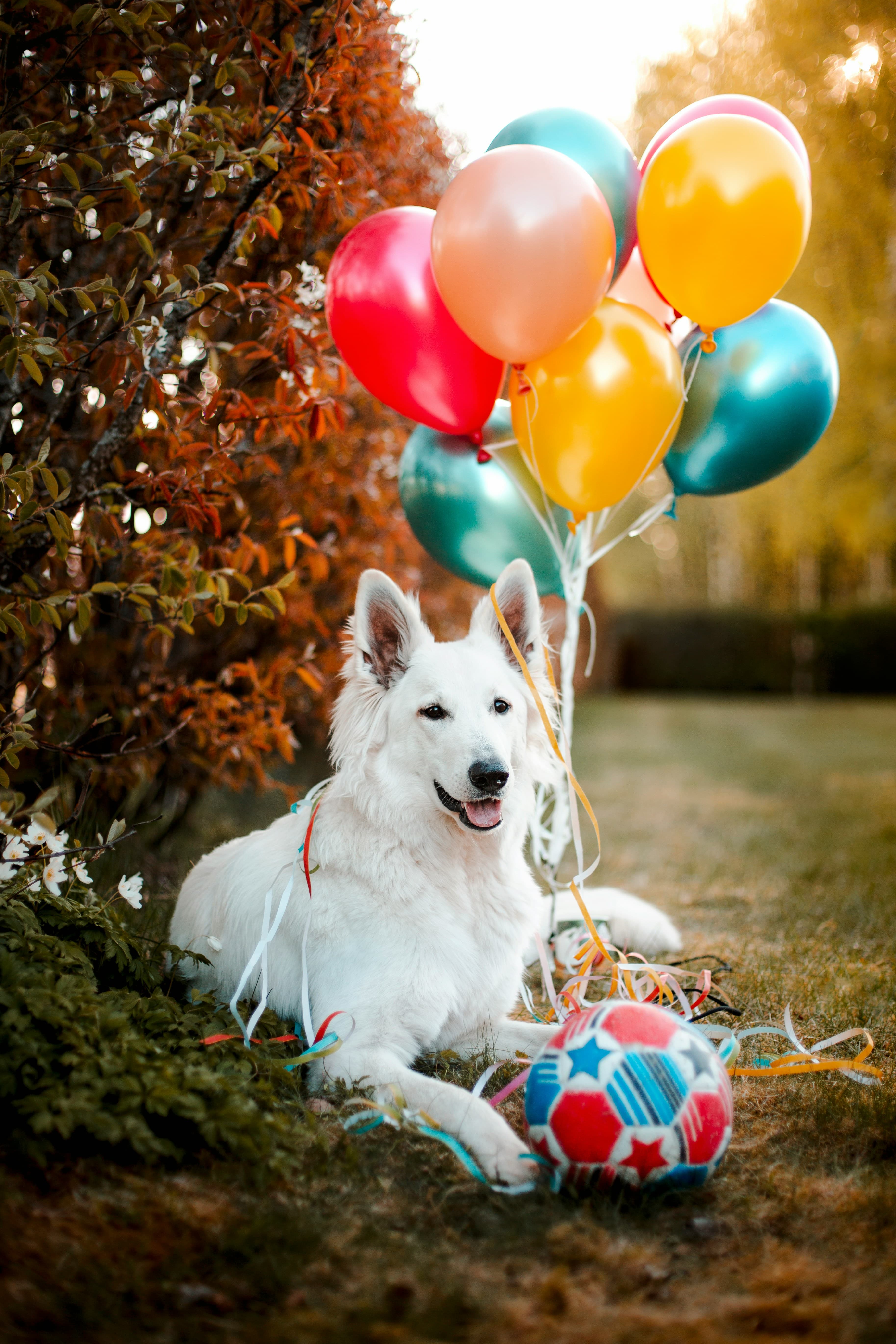 Feste di compleanno per bambini in autunno: idee, location e consigli pratici